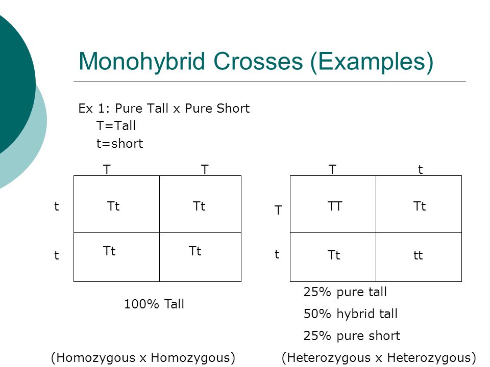 Monohybrid Crosses (Examples) Ex 1: Pure Tall x Pure Short T=Tall t=shortT t t Tt TtTt TT Tttt 100% Tall 25% pure tall 50% hybrid tall 25% pure short (Homozygous x Homozygous) (Heterozygous x Heterozygous)