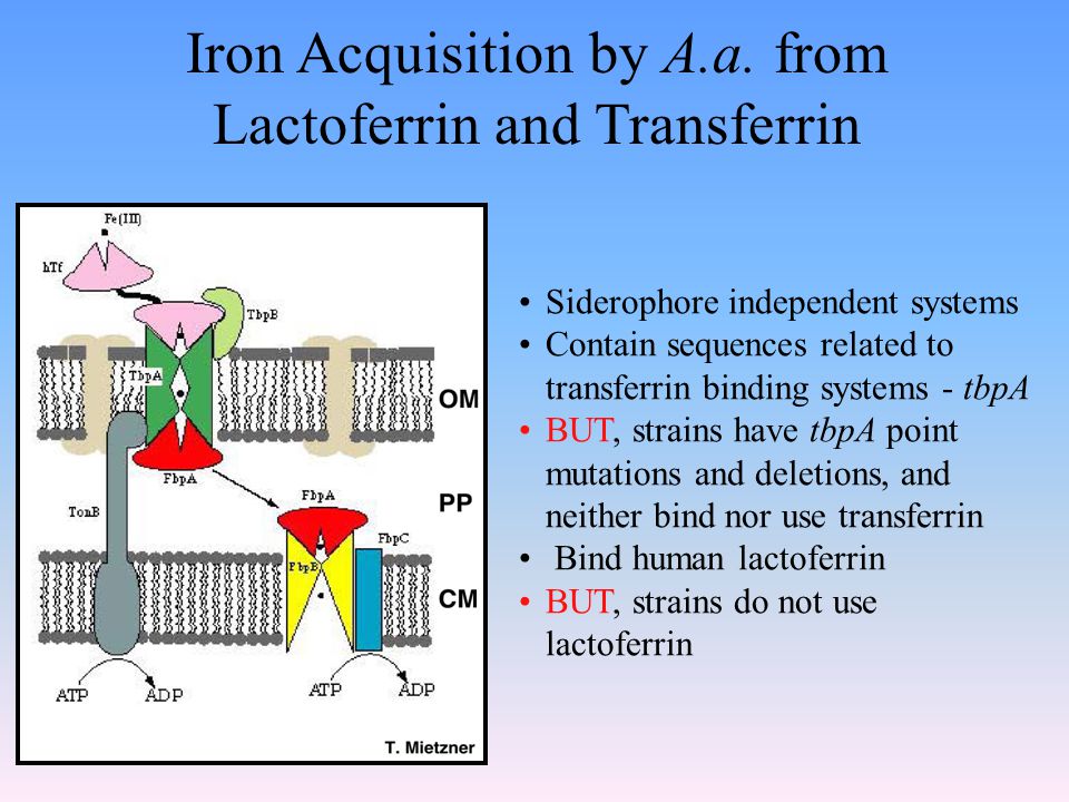 Iron Acquisition by A.a.