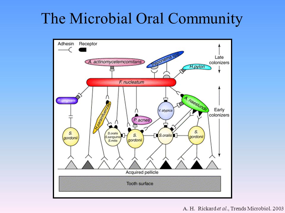 The Microbial Oral Community A. H. Rickard et al., Trends Microbiol. 2003