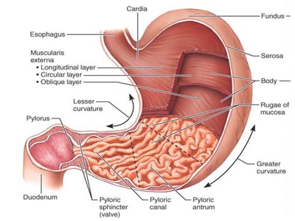 Покажи картинки желудка. Преддверие привратника желудка анатомия. Желудок анатомия человека. Строение желудка человека. Человеческий желудок в разрезе.