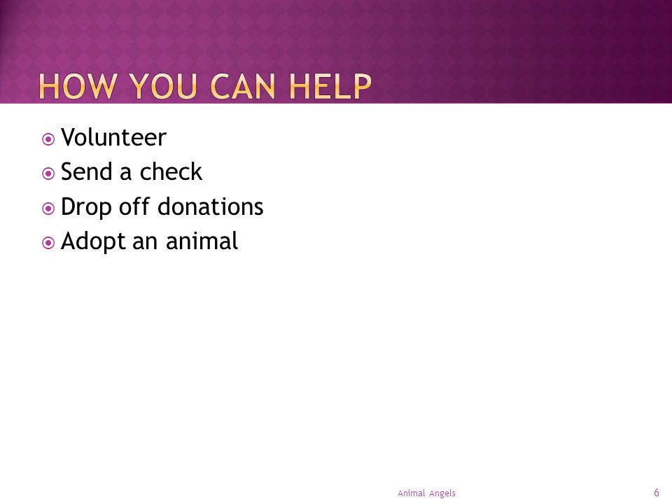 6 Animal Angels  Volunteer  Send a check  Drop off donations  Adopt an animal
