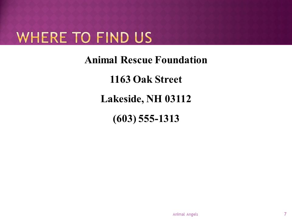 7 Animal Angels Animal Rescue Foundation 1163 Oak Street Lakeside, NH (603)
