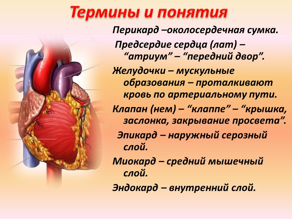 Сердце окружено околосердечной сумкой. Околосердечная сумка функции. Функции околосердечной сумки сердца. Перикард (околосердечная сумка). Околосердечная сумка сердца человека.