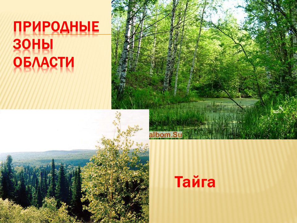 В какой природной зоне расположена новосибирская область. Природная зона Новосибирска. Природные зоны Новосибирской области. Карта природных зон Новосибирской области. Новосибирская область природная зона Тайга.