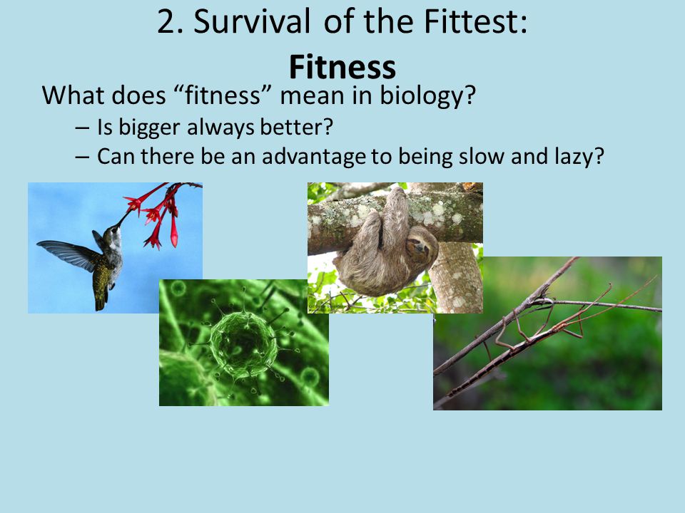 Survival of the fittest Definition and Examples - Biology Online Dictionary