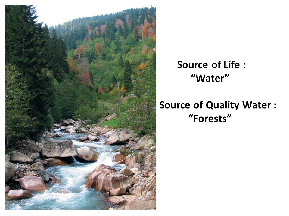 Source of Life : Water Source of Quality Water : Forests