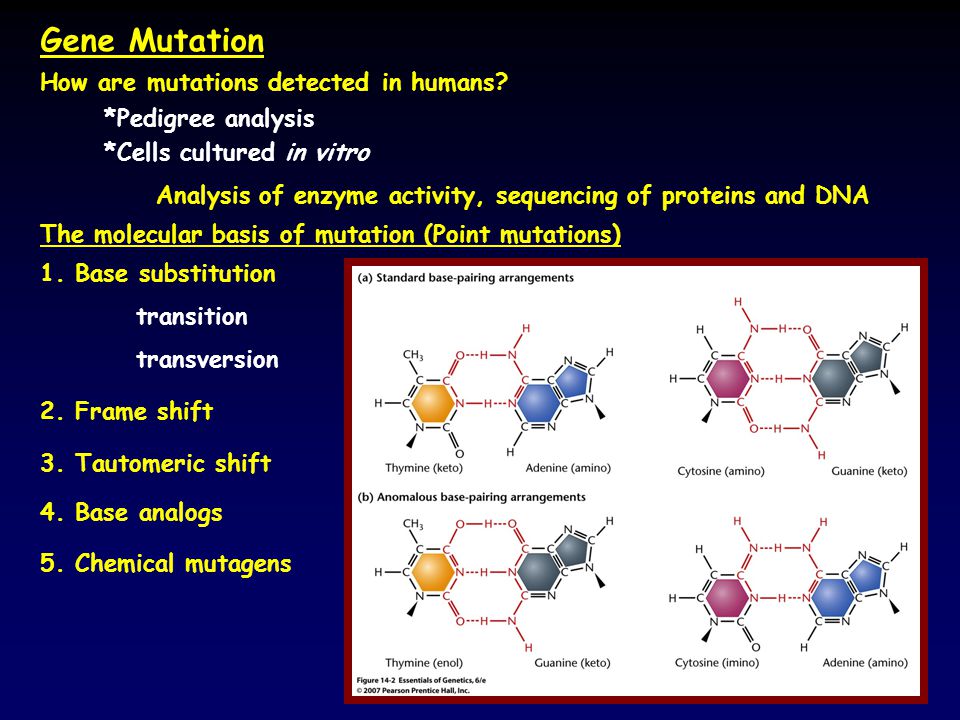 Gene Mutation How are mutations detected in humans? 