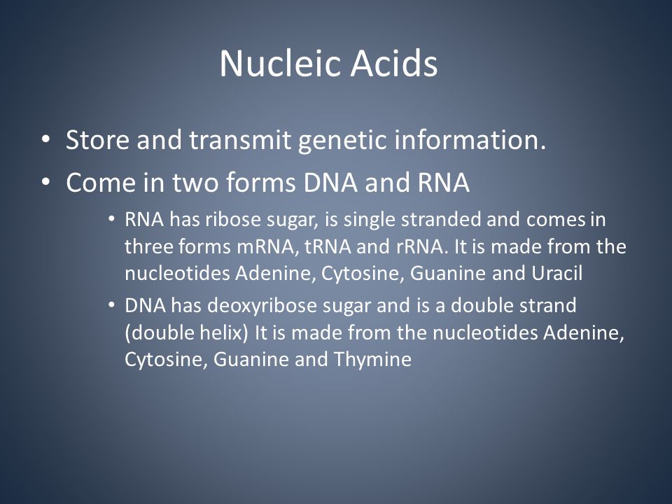 Nucleic Acids Store and transmit genetic information.
