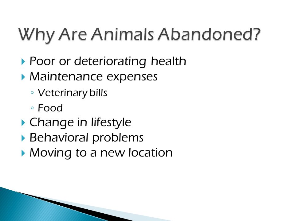 ◦ Why are animals abandoned. ◦ How does the Foundation help.