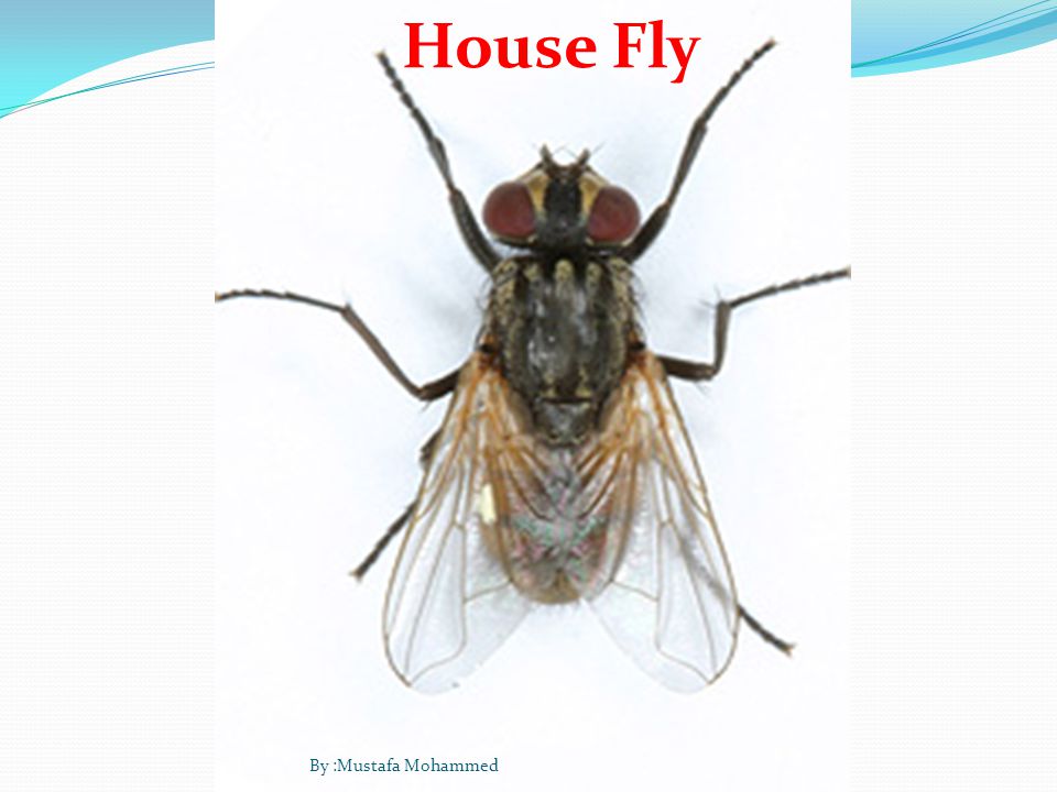 House Fly By :Mustafa Mohammed