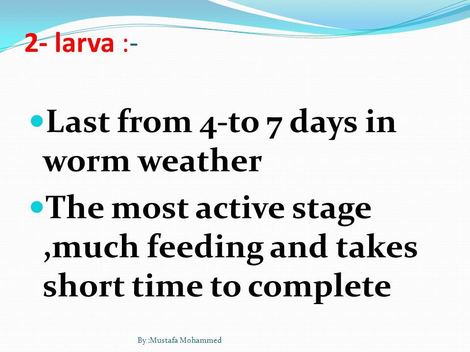 2- larva :- Last from 4-to 7 days in worm weather The most active stage,much feeding and takes short time to complete By :Mustafa Mohammed