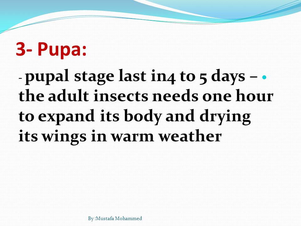 3- Pupa: - pupal stage last in4 to 5 days – the adult insects needs one hour to expand its body and drying its wings in warm weather By :Mustafa Mohammed