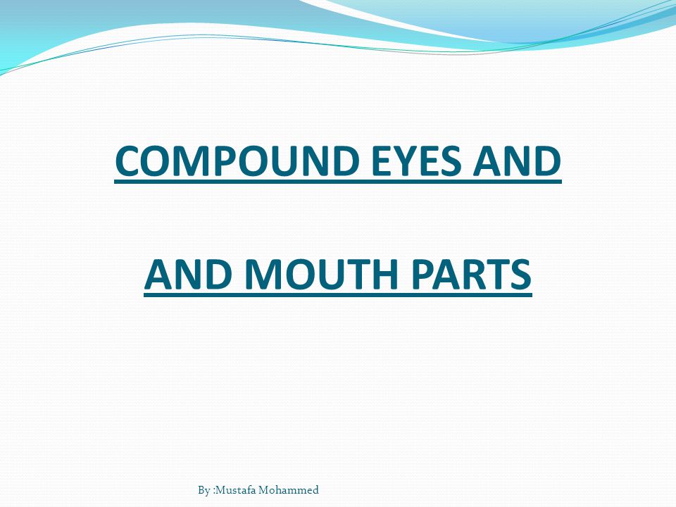 COMPOUND EYES AND AND MOUTH PARTS By :Mustafa Mohammed