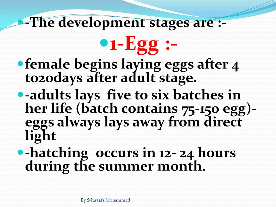 -The development stages are :- 1-Egg :- female begins laying eggs after 4 to20days after adult stage.