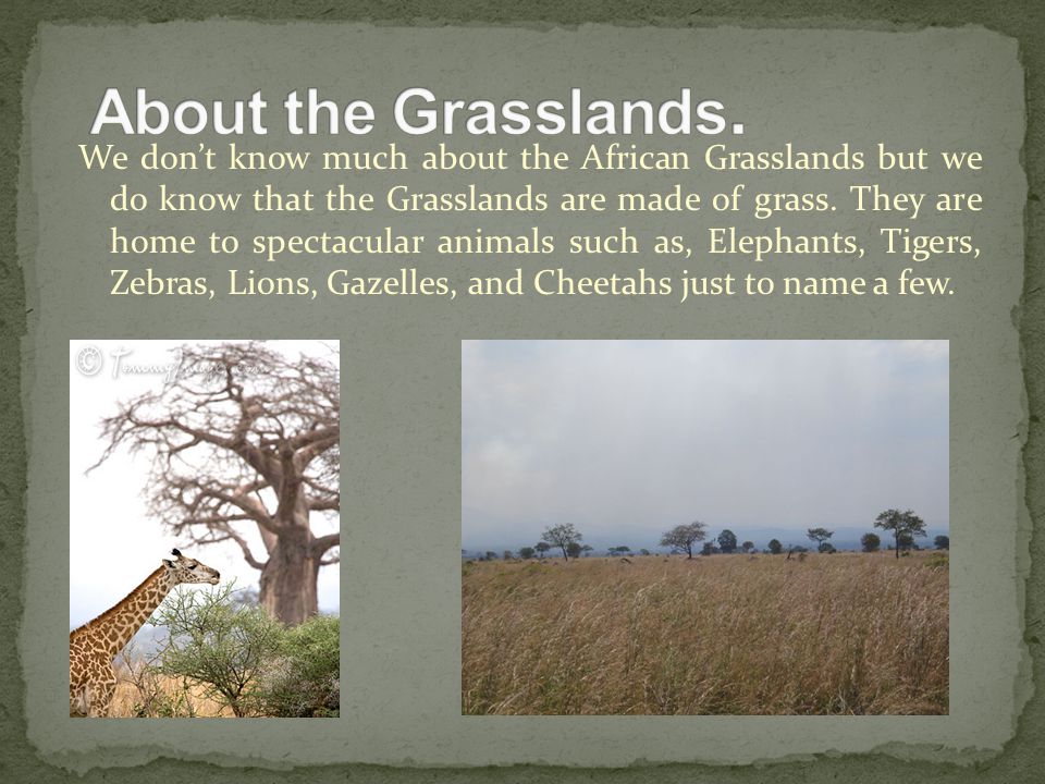 We don’t know much about the African Grasslands but we do know that the Grasslands are made of grass.