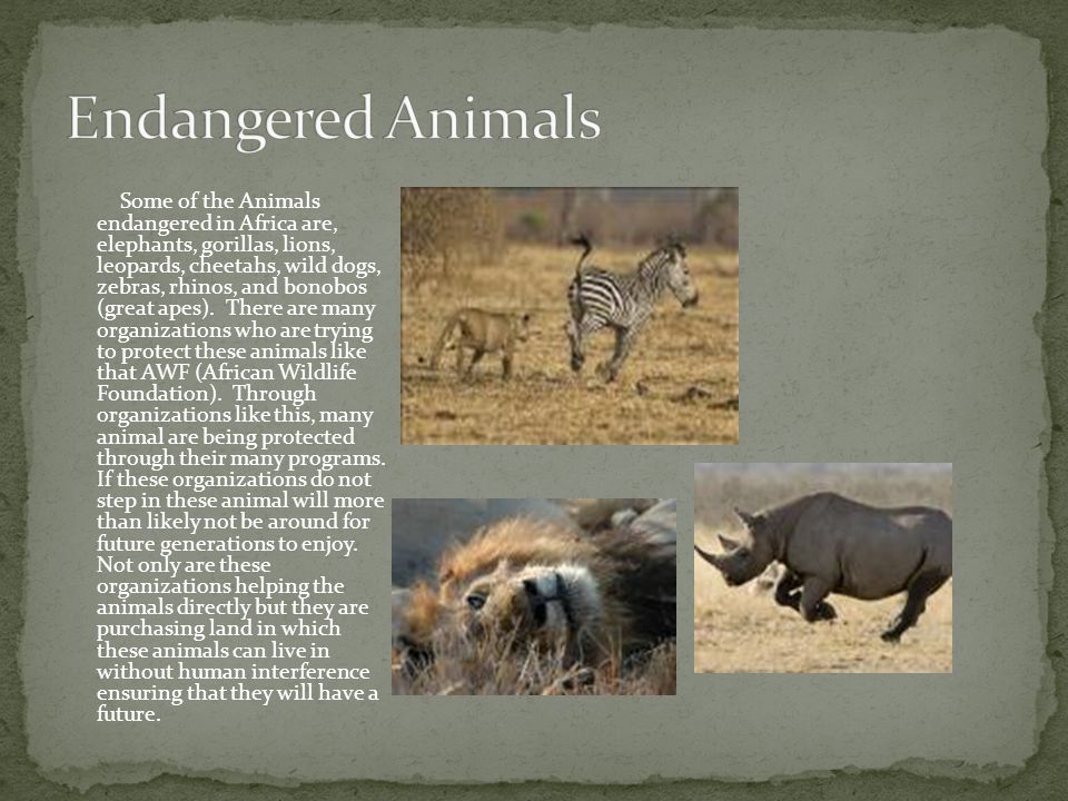 Some of the Animals endangered in Africa are, elephants, gorillas, lions, leopards, cheetahs, wild dogs, zebras, rhinos, and bonobos (great apes).