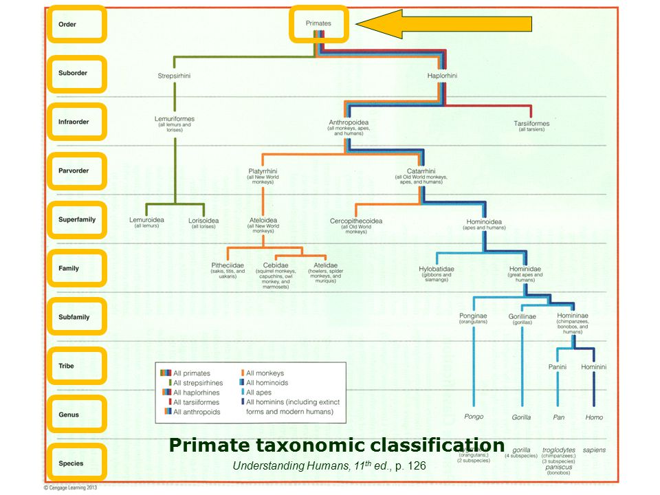 Primate Classification Chart