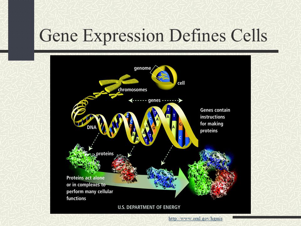 Gene Expression Defines Cells
