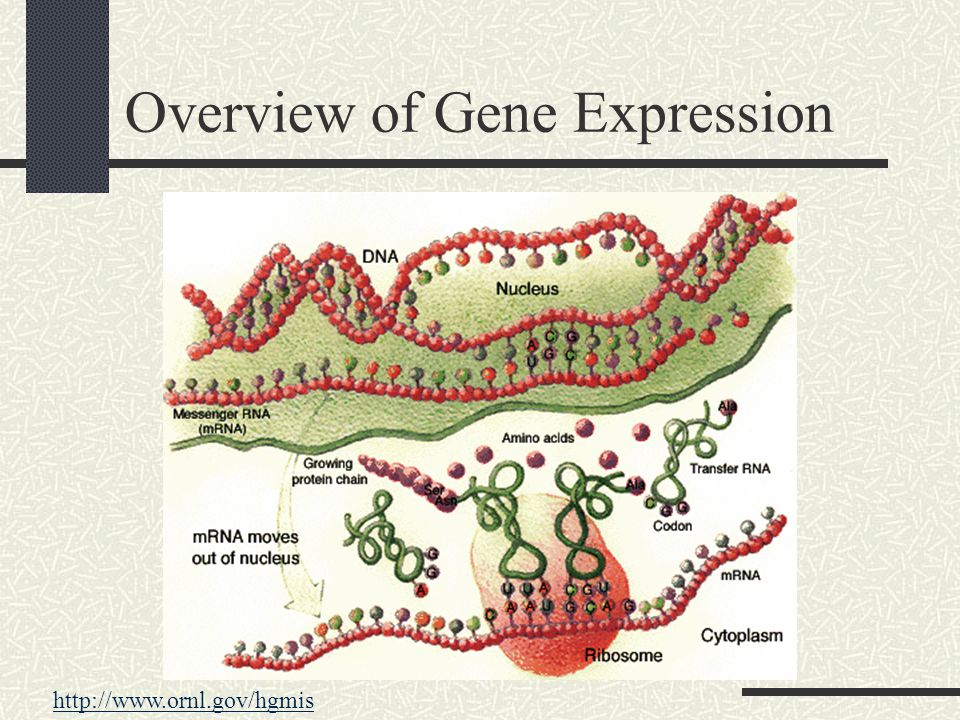 Overview of Gene Expression