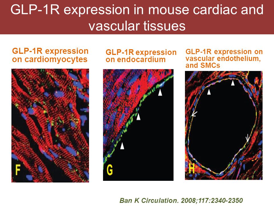GLP-1R expression in mouse cardiac and vascular tissues GLP-1R expression on cardiomyocytes GLP-1R expression on endocardium Ban K Circulation.