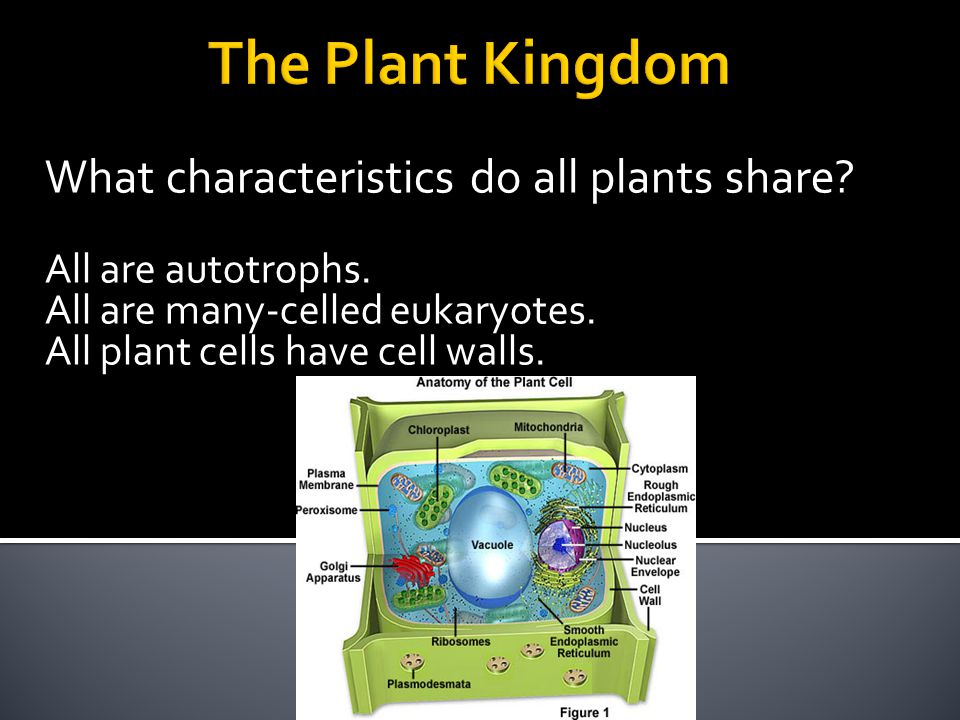 What characteristics do all plants share. All are autotrophs.