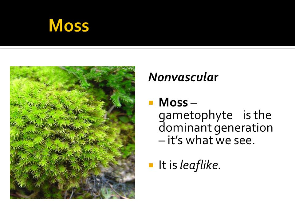 Nonvascular  Moss – gametophyte is the dominant generation – it’s what we see.  It is leaflike.