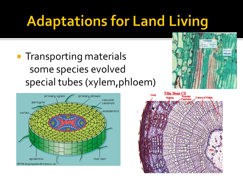  Transporting materials some species evolved special tubes (xylem,phloem)