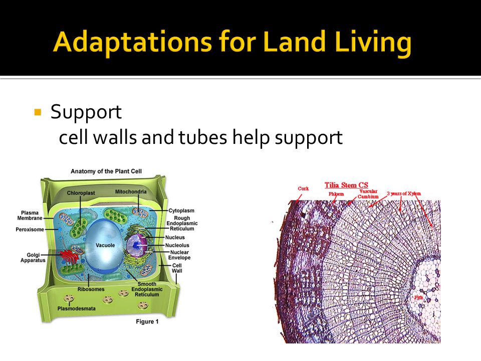  Support cell walls and tubes help support