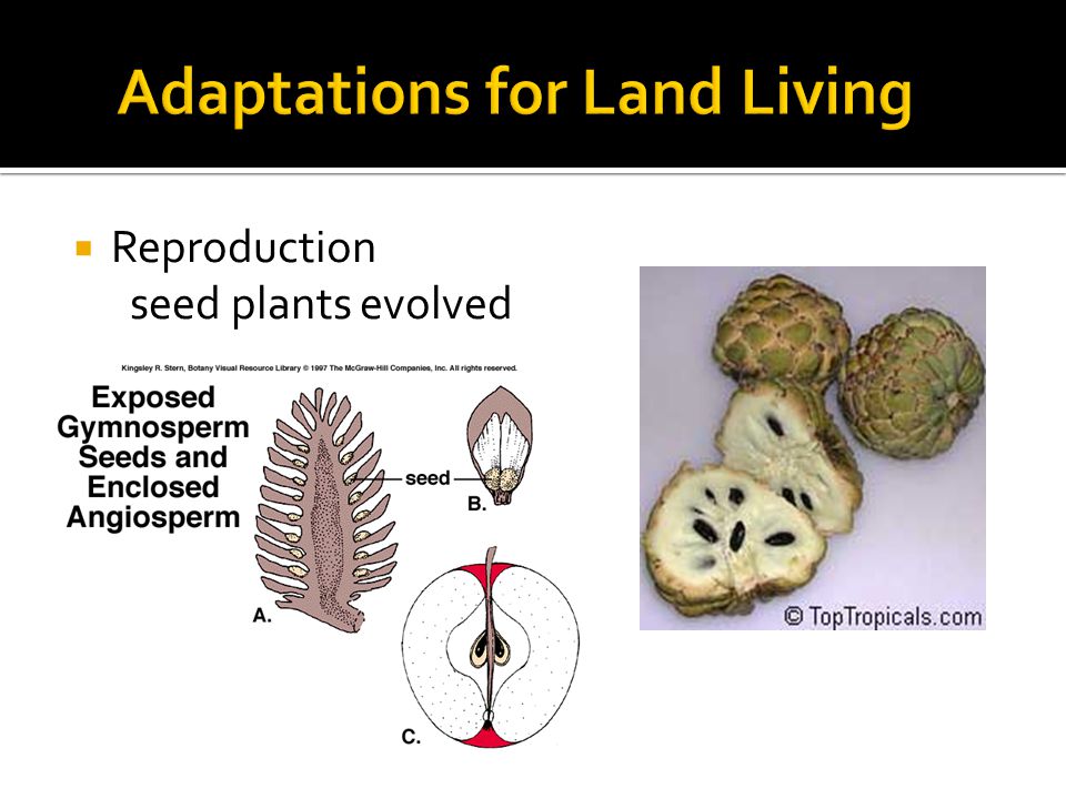  Reproduction seed plants evolved