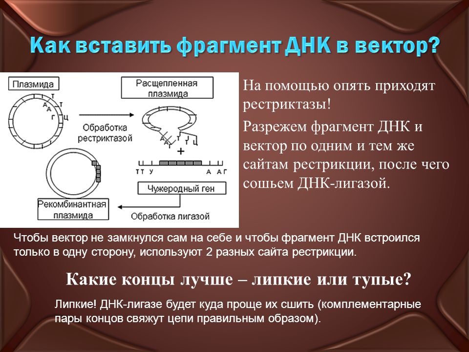 Рестриктазы и плазмиды