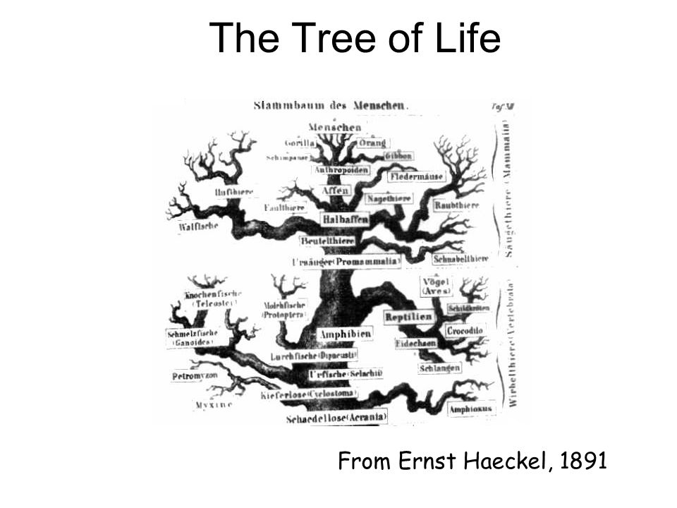 From Ernst Haeckel, 1891 The Tree of Life