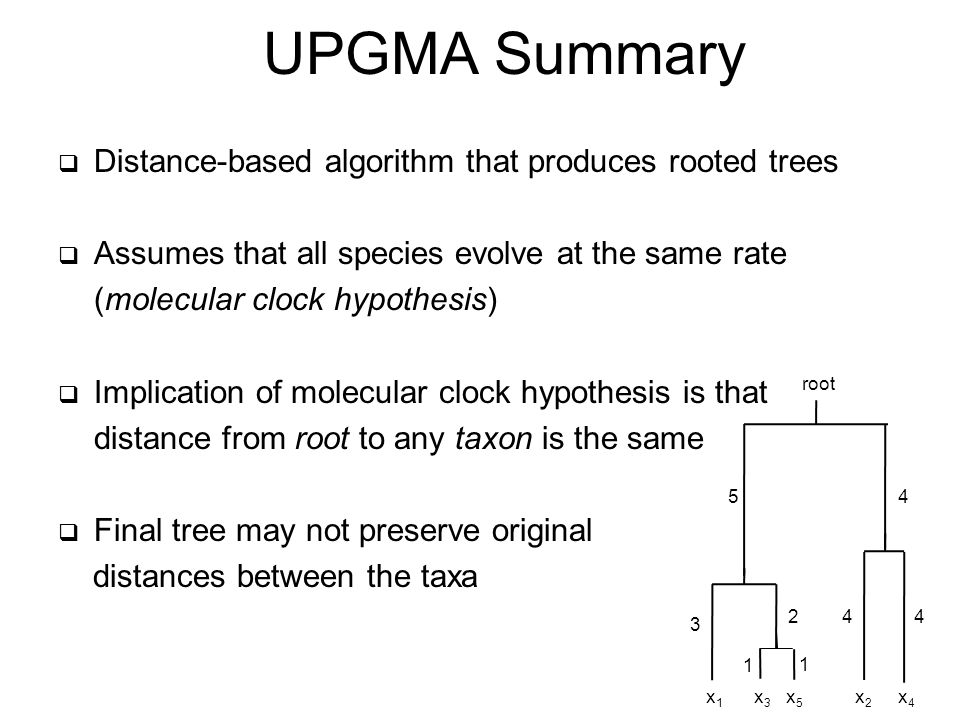 UPGMA Summary  Distance-based algorithm that produces rooted trees  Assumes that all species evolve at the same rate (molecular clock hypothesis)  Implication of molecular clock hypothesis is that distance from root to any taxon is the same  Final tree may not preserve original distances between the taxa x3x3 x5x5 1 x1x x2x2 x4x root
