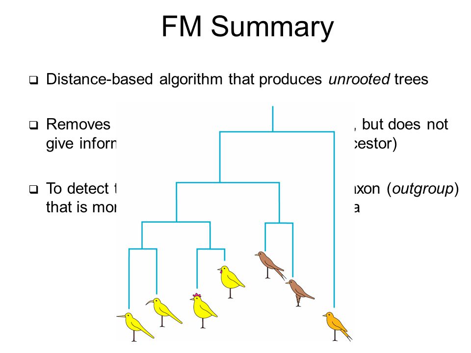 FM Summary  Distance-based algorithm that produces unrooted trees  Removes the assumption of molecular clock, but does not give information about the root (common ancestor)  To detect the root could introduce an extra taxon (outgroup) that is more distantly related to the given taxa
