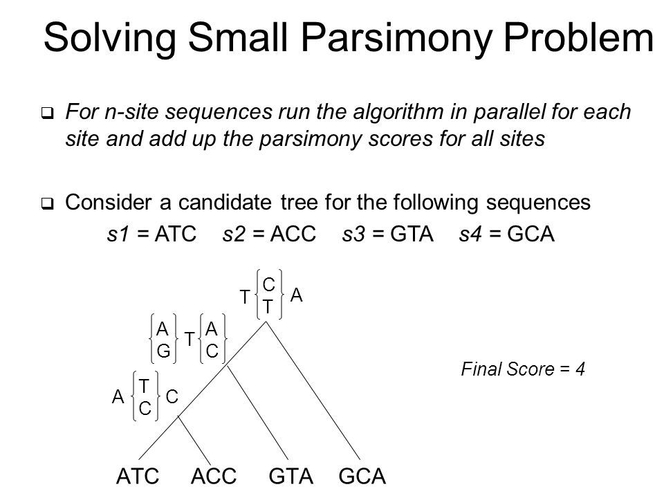 Solving Small Parsimony Problem  For n-site sequences run the algorithm in parallel for each site and add up the parsimony scores for all sites  Consider a candidate tree for the following sequences s1 = ATC s2 = ACC s3 = GTA s4 = GCA ATC ACC GTA GCA TCTC AC AGAG T ACAC T CTCT A Final Score = 4