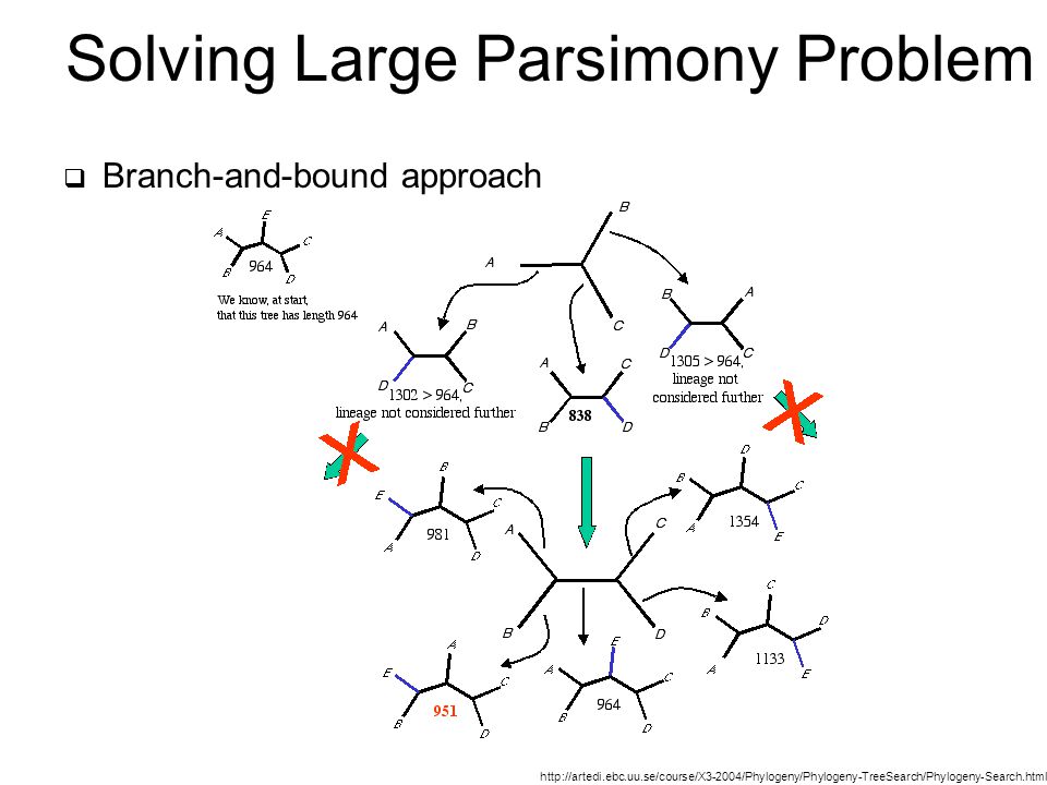 Solving Large Parsimony Problem  Branch-and-bound approach