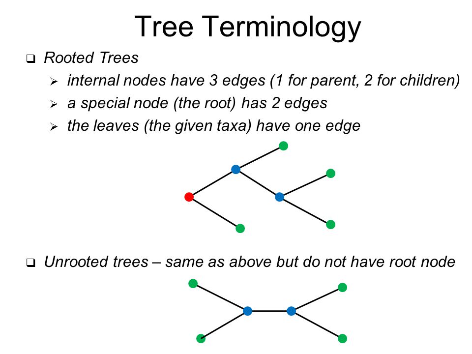 Rooted Trees  internal nodes have 3 edges (1 for parent, 2 for children)  a special node (the root) has 2 edges  the leaves (the given taxa) have one edge  Unrooted trees – same as above but do not have root node Tree Terminology