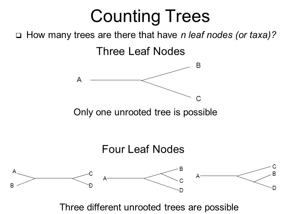 Three Leaf Nodes Only one unrooted tree is possible Four Leaf Nodes A A D C B D B C Three different unrooted trees are possible A B C D A B C Counting Trees  How many trees are there that have n leaf nodes (or taxa)