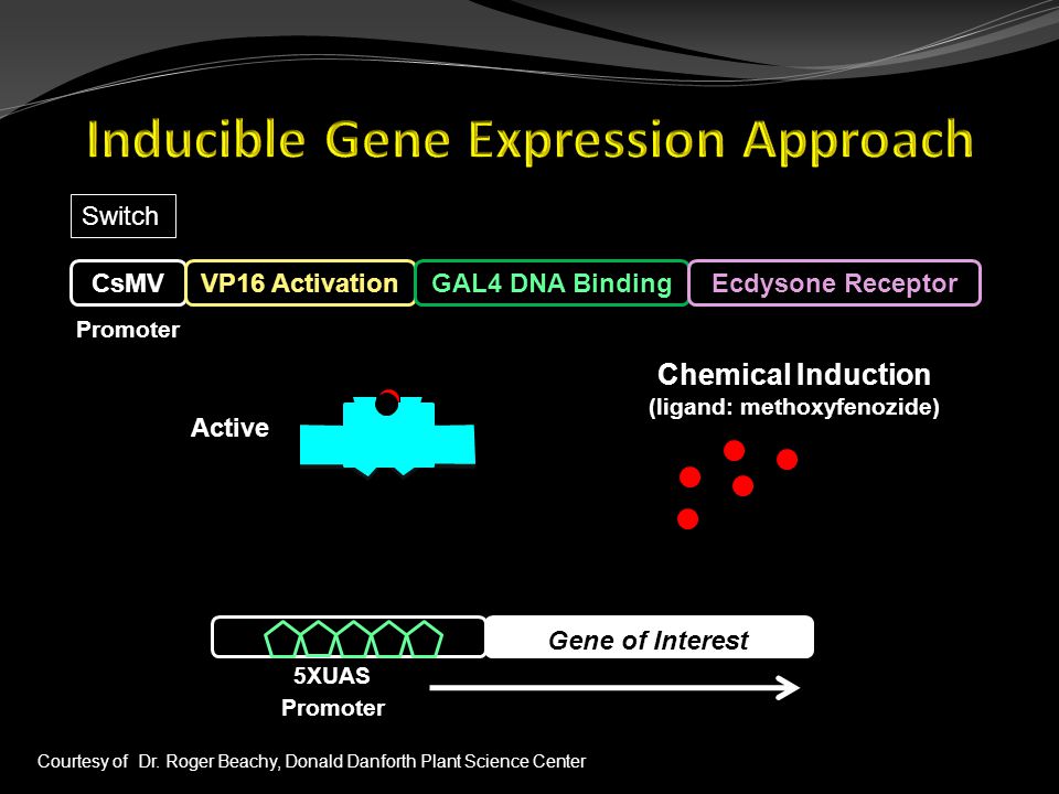 Gene of Interest Promoter 5XUAS Switch CsMV Promoter Chemical Induction (ligand: methoxyfenozide) Courtesy of Dr.