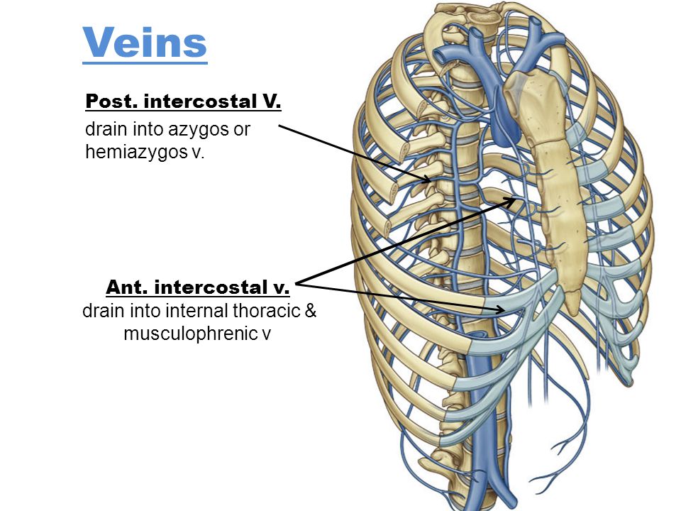 Intercostal Vessels and Nerves Dr. Hassan Shaibah. - ppt download