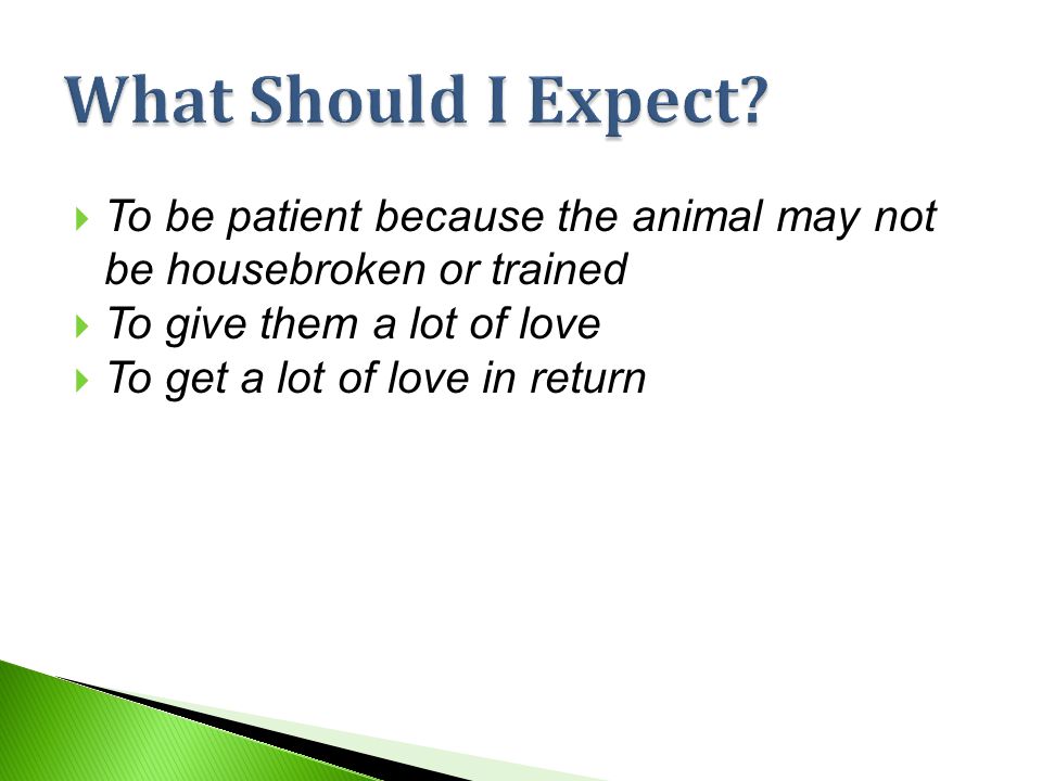  To be patient because the animal may not be housebroken or trained  To give them a lot of love  To get a lot of love in return