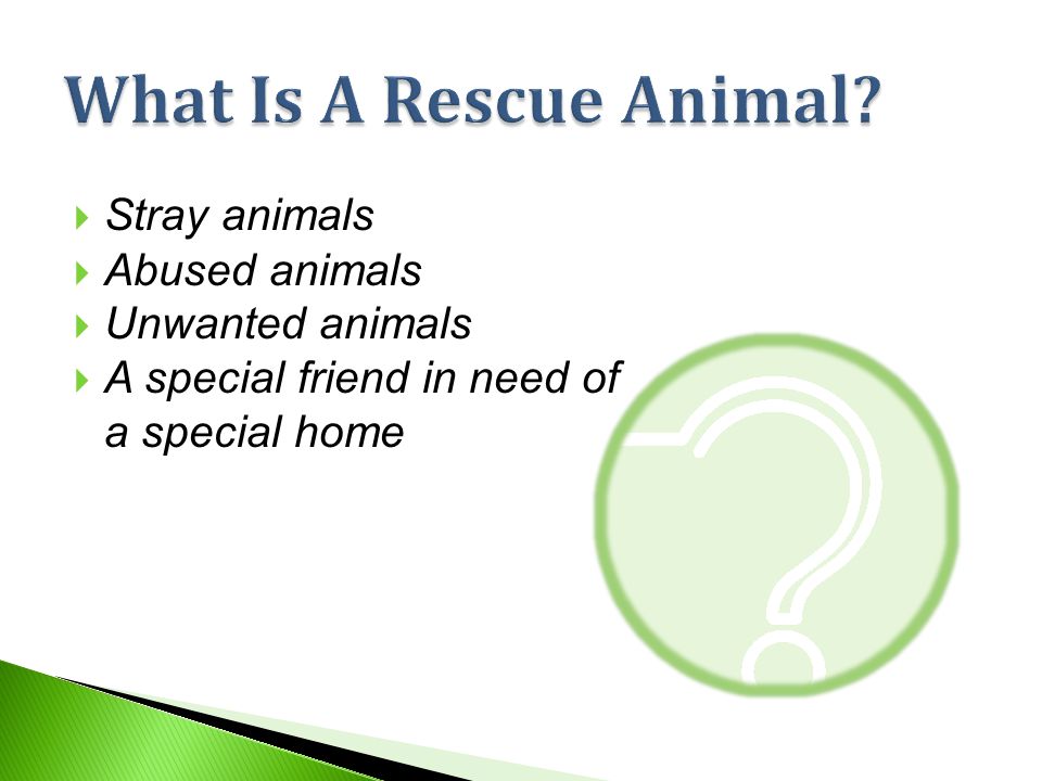  Stray animals  Abused animals  Unwanted animals  A special friend in need of a special home