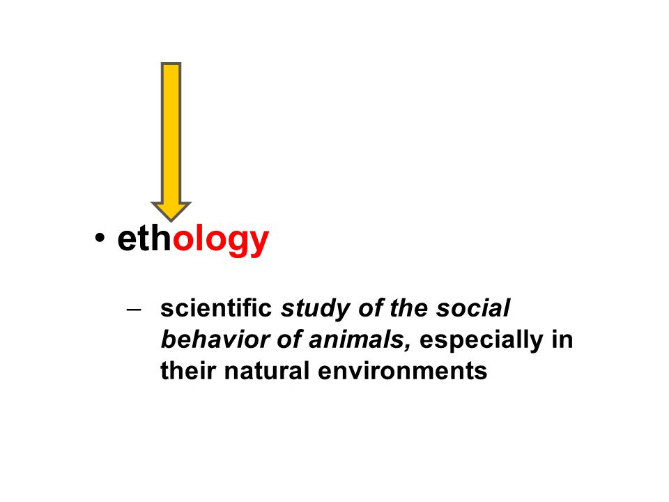 ethology – comparative study of cultures –scientific study of the social behavior of animals, especially in their natural environments