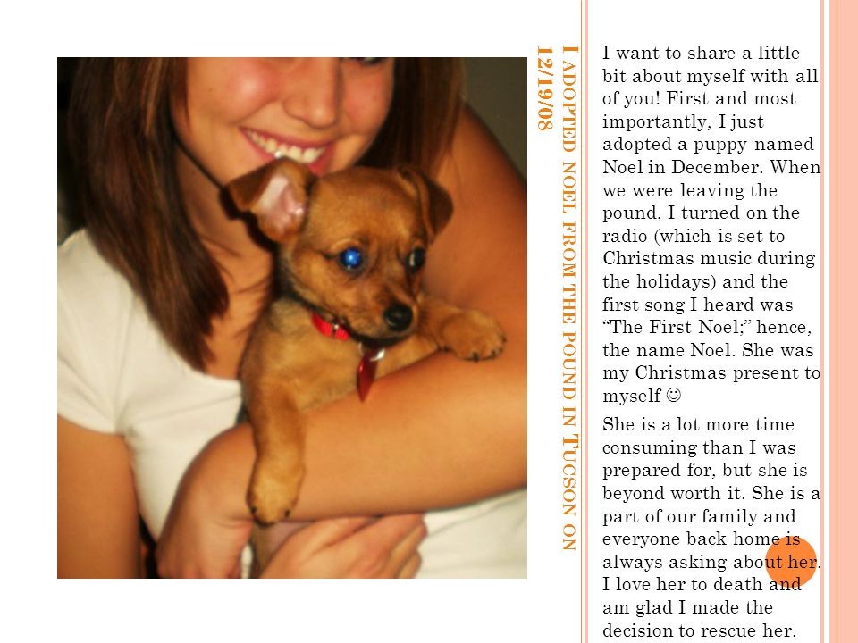 I ADOPTED NOEL FROM THE POUND IN T UCSON ON 12/19/08 I want to share a little bit about myself with all of you.
