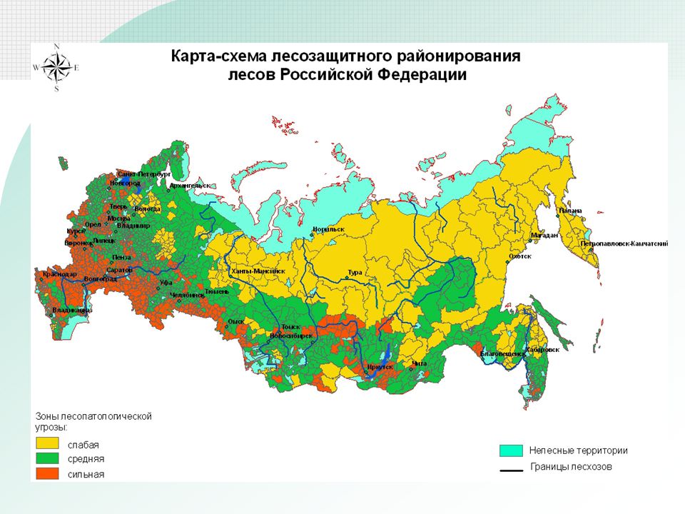 Перечислите лесные районы россии