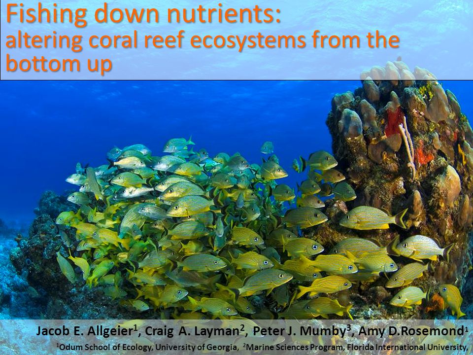 Fishing down nutrients: altering coral reef ecosystems from the bottom up Jacob E.