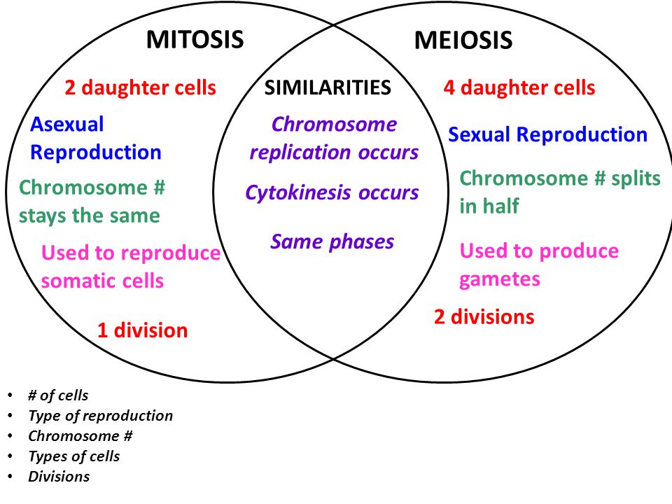 Venn Diagram Comparing Mitosis And Meiosis - Mitosis Vs Meiosis Ven...