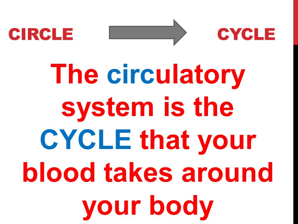 CIRCLE CYCLE The circulatory system is the CYCLE that your blood takes around your body