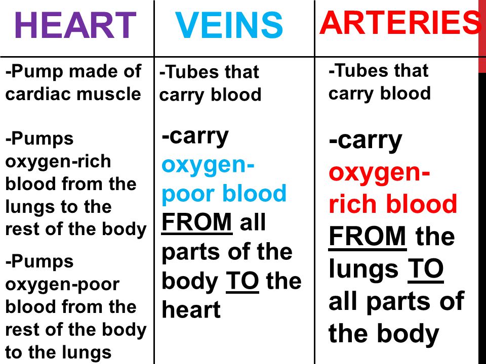 HEARTVEINS ARTERIES -Pump made of cardiac muscle -Pumps oxygen-rich blood from the lungs to the rest of the body -Pumps oxygen-poor blood from the rest of the body to the lungs -Tubes that carry blood -carry oxygen- poor blood FROM all parts of the body TO the heart -Tubes that carry blood -carry oxygen- rich blood FROM the lungs TO all parts of the body