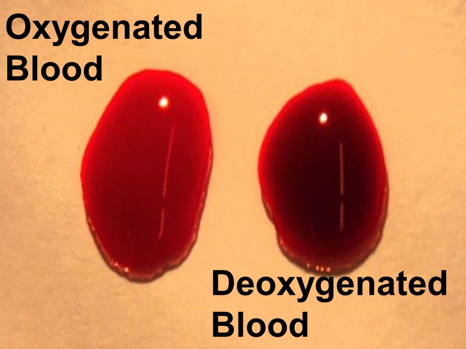 Oxygenated Blood Deoxygenated Blood