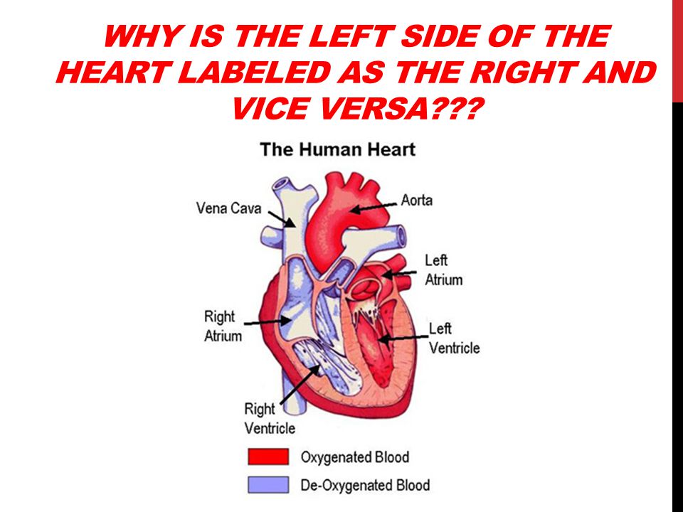 WHY IS THE LEFT SIDE OF THE HEART LABELED AS THE RIGHT AND VICE VERSA
